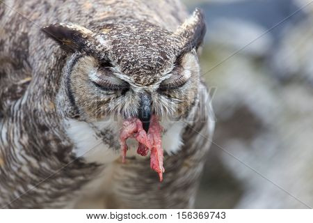 The great horned, also known as the tiger or the hoot  owl, is a large bird native to the Americas. It is an extremely adaptable bird with a vast range and is a common  true one in the Americas
