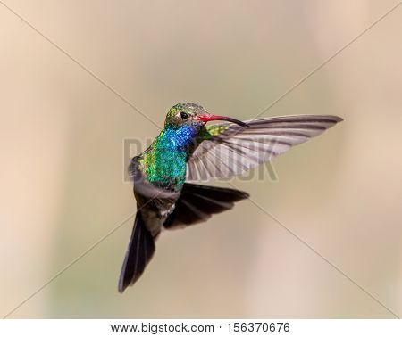 Broad Billed Hummingbird. Using different backgrounds the bird becomes more interesting and blends with the colors. These birds are native to Mexico and brighten up most gardens where flowers bloom.