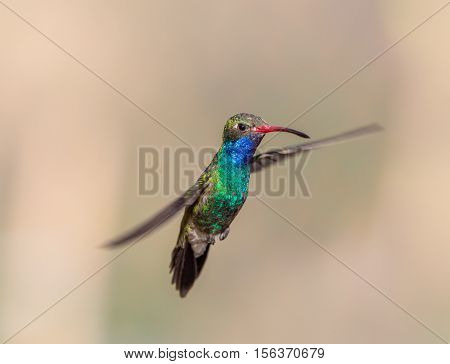 Broad Billed Hummingbird. Using different backgrounds the bird becomes more interesting and blends with the colors. These birds are native to Mexico and brighten up most gardens where flowers bloom.