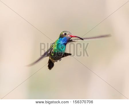 Broad Billed Hummingbird. Using different backgrounds the bird becomes more interesting and blends with the colors. These birds are native to Mexico and brighten up most gardens where flowers bloom.