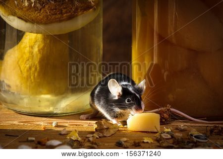 Small mouse eating cheese in larder on old wooden table