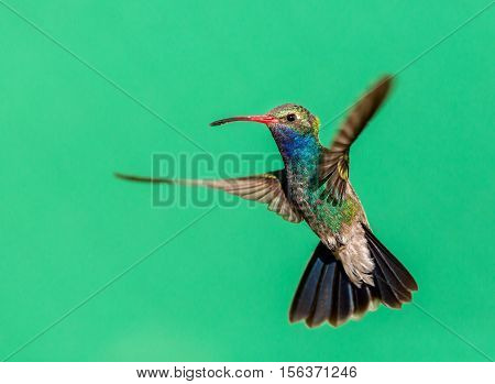 Broad Billed Hummingbird. Using different backgrounds the bird becomes more interesting and blends with the colors. These birds are native to Mexico and brighten up most gardens where flowers bloom.