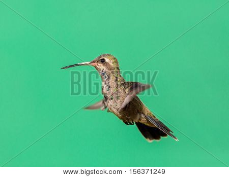 Broad Billed Hummingbird. Using different backgrounds the bird becomes more interesting and blends with the colors. These birds are native to Mexico and brighten up most gardens where flowers bloom.