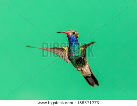 Broad Billed Hummingbird. Using different backgrounds the bird becomes more interesting and blends with the colors. These birds are native to Mexico and brighten up most gardens where flowers bloom.