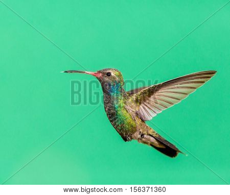 Broad Billed Hummingbird. Using different backgrounds the bird becomes more interesting and blends with the colors. These birds are native to Mexico and brighten up most gardens where flowers bloom.
