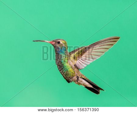 Broad Billed Hummingbird. Using different backgrounds the bird becomes more interesting and blends with the colors. These birds are native to Mexico and brighten up most gardens where flowers bloom.