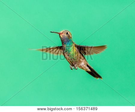 Broad Billed Hummingbird. Using different backgrounds the bird becomes more interesting and blends with the colors. These birds are native to Mexico and brighten up most gardens where flowers bloom.