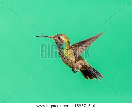 Broad Billed Hummingbird. Using different backgrounds the bird becomes more interesting and blends with the colors. These birds are native to Mexico and brighten up most gardens where flowers bloom.