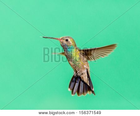 Broad Billed Hummingbird. Using different backgrounds the bird becomes more interesting and blends with the colors. These birds are native to Mexico and brighten up most gardens where flowers bloom.