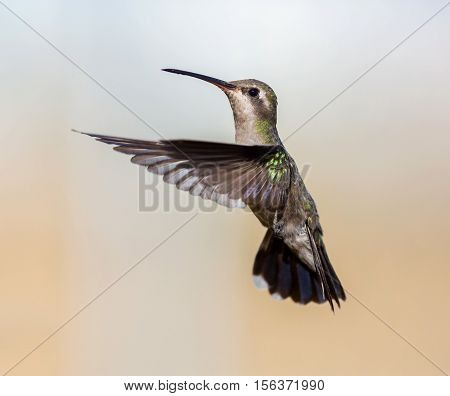 Broad Billed Hummingbird. Using different backgrounds the bird becomes more interesting and blends with the colors. These birds are native to Mexico and brighten up most gardens where flowers bloom.