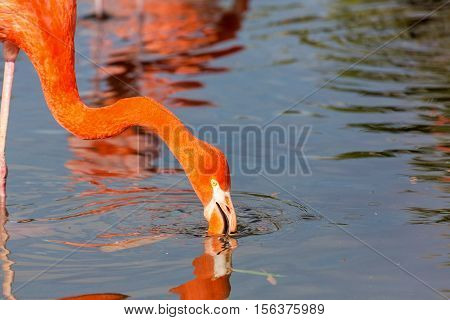 Flamingos or flamingoes are a type of wading bird. These shots were taken in Mexico where they can be seen wading and sifting through the water feeding on shrimps and other insects.