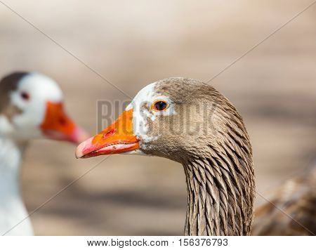 Pilgrim geese are a breed of domestic goose. The origins of this breed are unclear, but they are thought to be descended from stock in Europe, developed from American stock