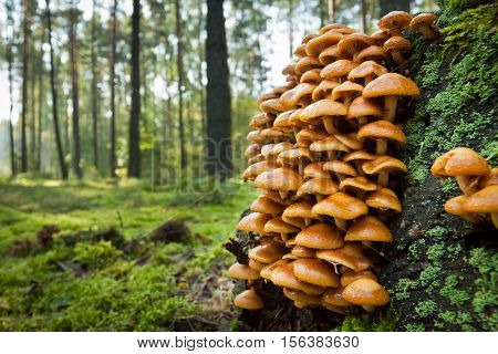 Wild mushroom on mossy trunk in the forest