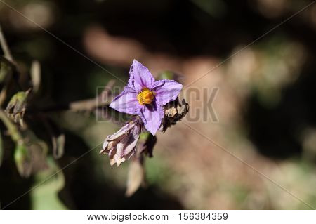 Flowers of a thorn apple (Solanum incanum)