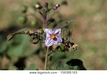 Flowers of a thorn apple (Solanum incanum)