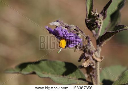 Flowers of a thorn apple (Solanum incanum)