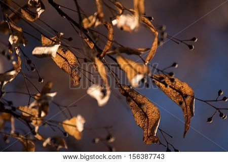 Linden seeds with wing leaves in autumn on the tree against a blurred blue background selective focus narrow depth of field can be used as a seasonal nature greeting card or concept of hope on changing times
