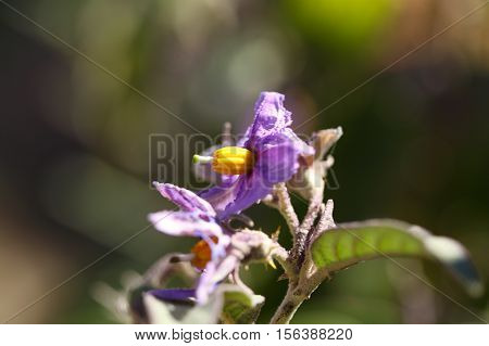 Flowers of a thorn apple (Solanum incanum)
