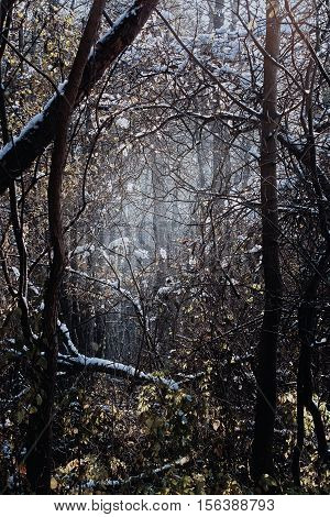 Mystical forest with impenetrable undergrowth bare trees faded foliage and tangled branches in winter