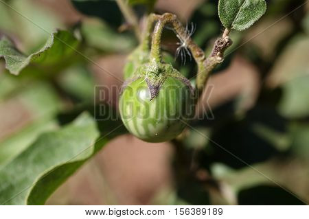 Green fruit of a thorn apple (Solanum incanum)
