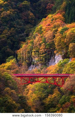 Beautiful Autumn scene on mountain at Takamura Village in Nagano, Japan.