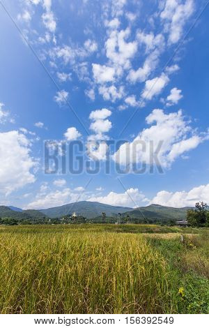 golden rice field with Thai temple on the mountain