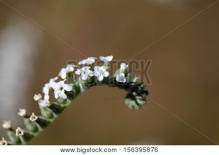 Macro photo of Heliotropium cinerascens flowers; a plant from Ethiopia.