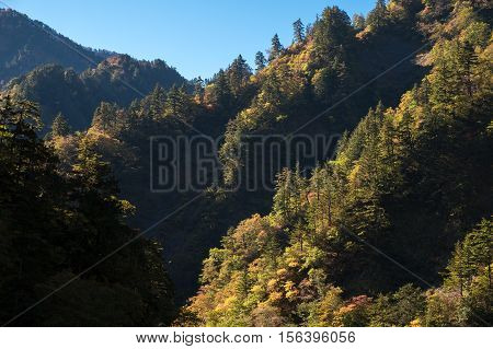 Autumn mountain in Toyoma, Hakusan Shirakawa-go White Road in the last of October.