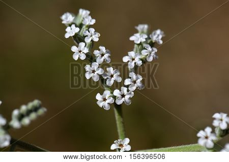 Macro photo of Heliotropium cinerascens flowers; a plant from Ethiopia.