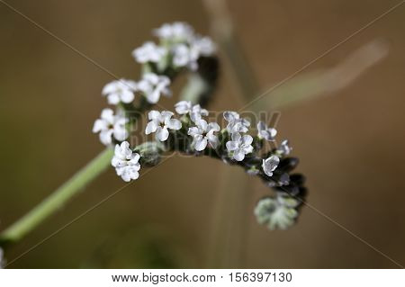 Macro photo of Heliotropium cinerascens flowers; a plant from Ethiopia.