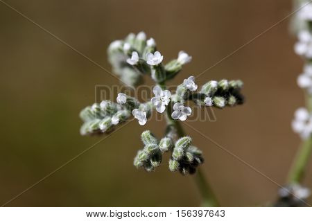 Macro photo of Heliotropium cinerascens flowers; a plant from Ethiopia.