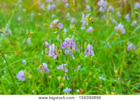 Murdannia giganteum Purple flower, nature, green and violet