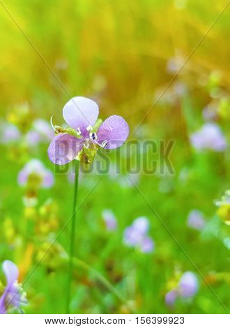 Murdannia giganteum Purple flower, nature, green and violet