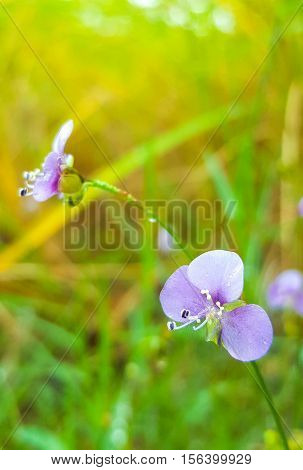 Murdannia giganteum Purple flower, nature, green and violet