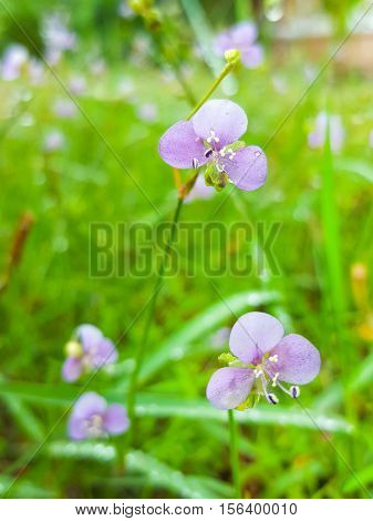 Murdannia giganteum Purple flower, nature, green and violet