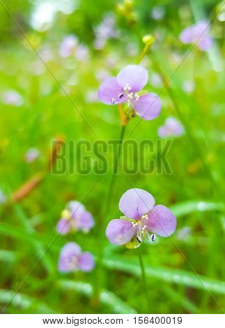 Murdannia giganteum Purple flower, nature, green and violet