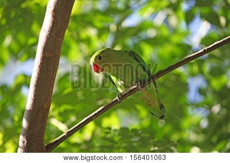 A black-winged lovebird (Agapornis taranta) in a tree in Ethiopia.