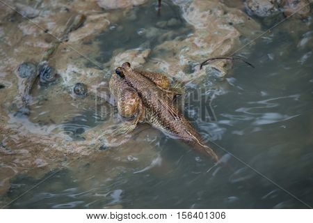 Mud skipper or amphibious fish in mangrove forest. Wildlife animal