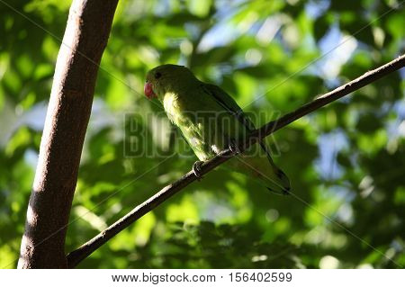 A black-winged lovebird (Agapornis taranta) in a tree in Ethiopia.