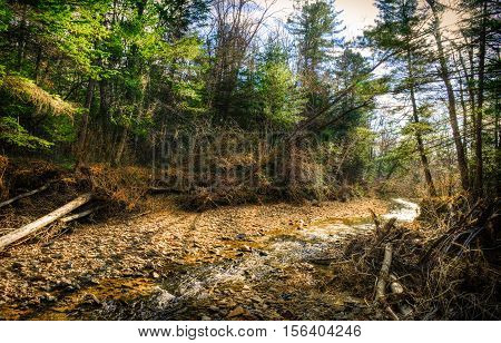 Creek in The Forest - wild nature - autumn in taiga