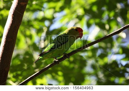 A black-winged lovebird (Agapornis taranta) in a tree in Ethiopia.