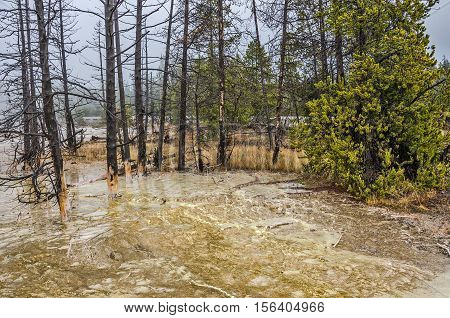Trees burned in a forest fire along with those that survived