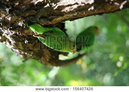 A black-winged lovebird (Agapornis taranta) in a tree in Ethiopia.