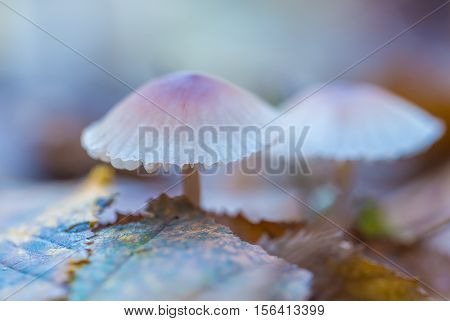 Macro Of Small Uneatable Mushrooms Growing In Autumn Forest