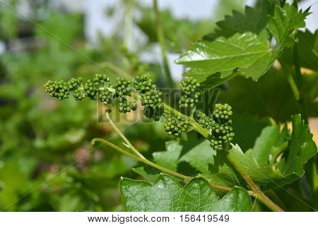 Young vine produces fruit. Grapes in the beginning of the season.
