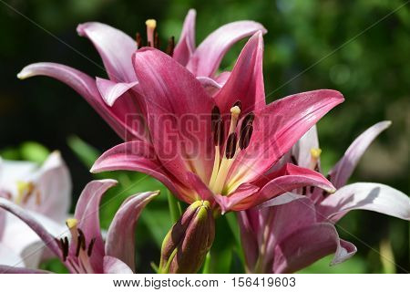 Beautiful lily on a green background. Summer garden.