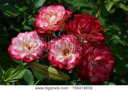 Bright rose on a green background. Summer garden.