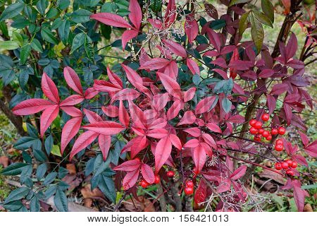 Guelder-rose Fruits In The Autumn Garden
