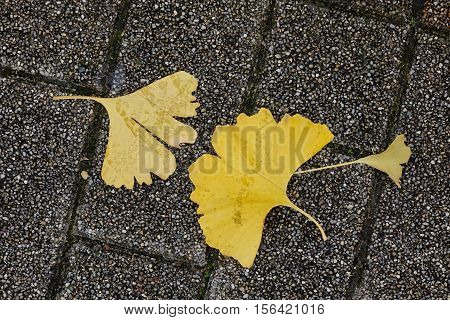 Beautiful Gold And Brown Autumn Ginkgo Leaves