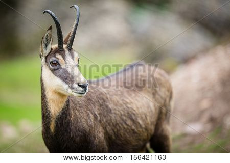 Chamois (Rupicapra rupicapra) within its natural habitat - high mountains